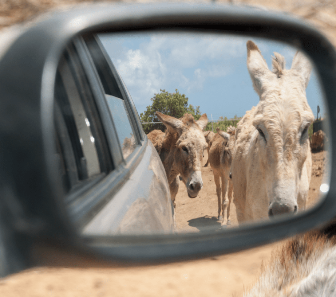 Mesa de trabajo 1 copia 20@3x